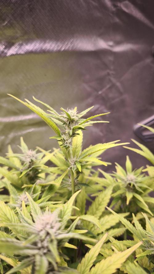 Apricot Auto@FastBuds. Week 9