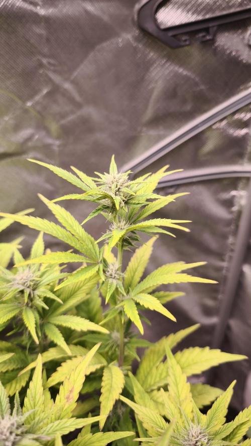 Apricot Auto@FastBuds. Week 9