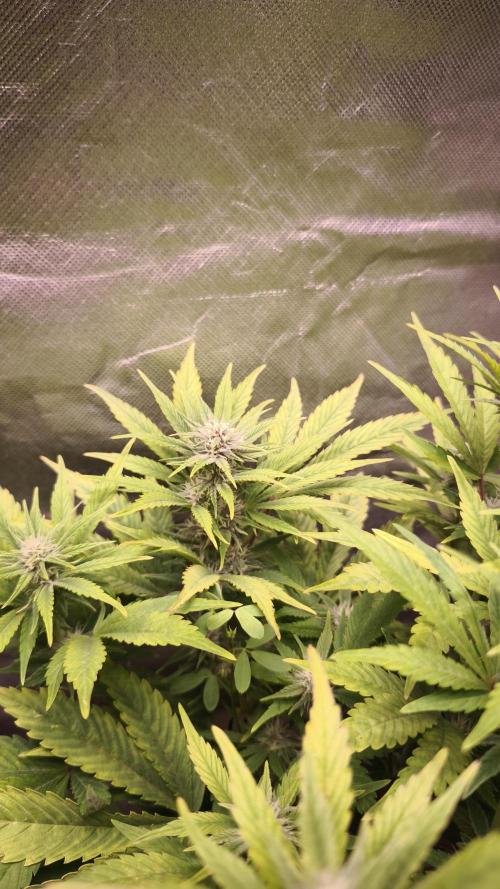 Apricot Auto@FastBuds. Week 9