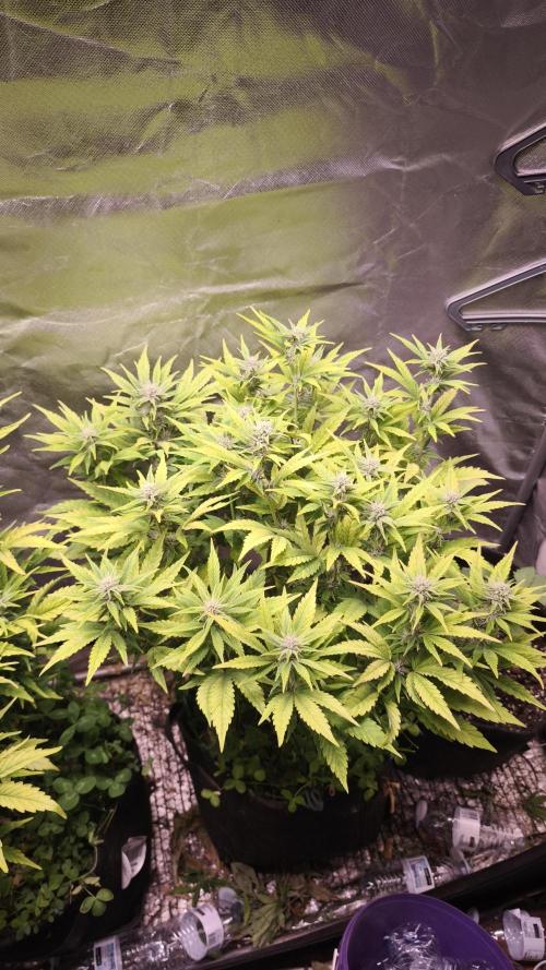 Apricot Auto@FastBuds. Week 9