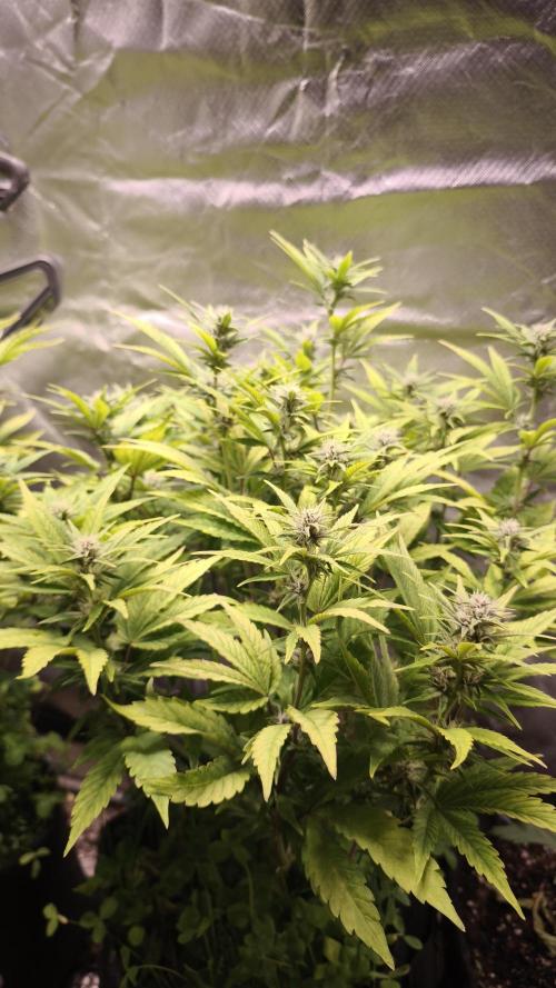 Apricot Auto@FastBuds. Week 9
