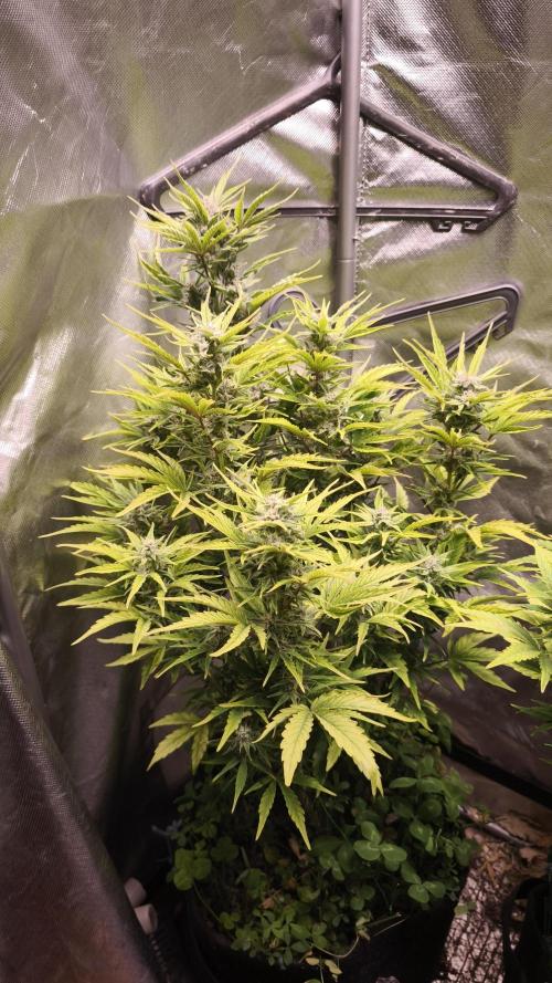 Northern dragon fuel Auto@SSSC. Week 9