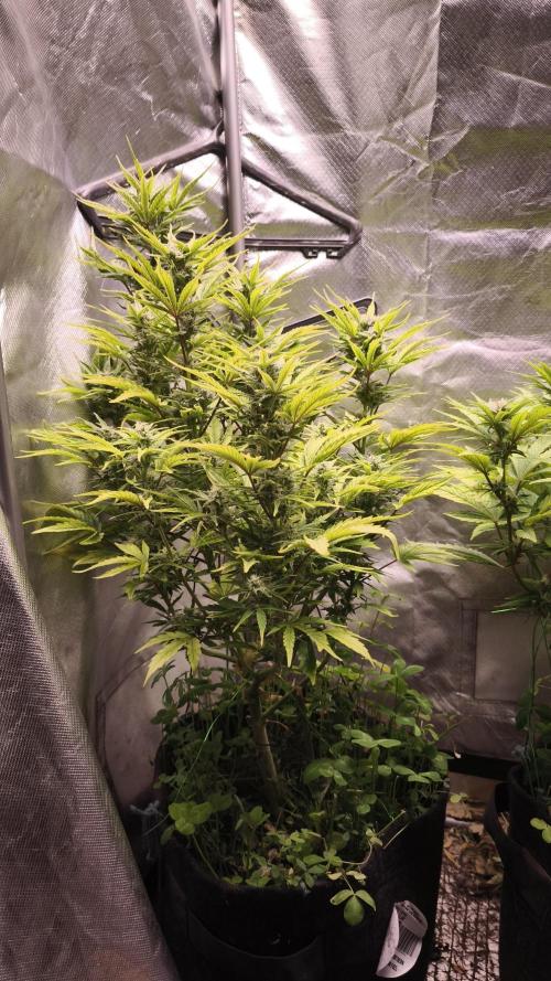 Northern dragon fuel Auto@SSSC. Week 9