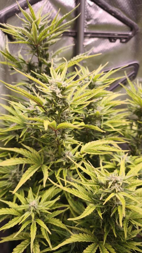 Northern dragon fuel Auto@SSSC. Week 9