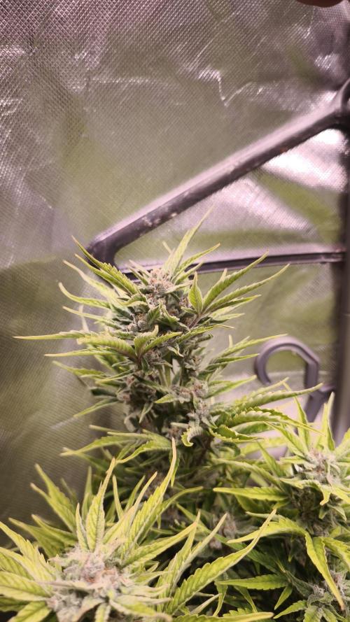 Northern dragon fuel Auto@SSSC. Week 9