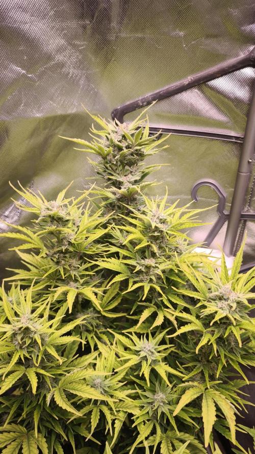 Northern dragon fuel Auto@SSSC. Week 9