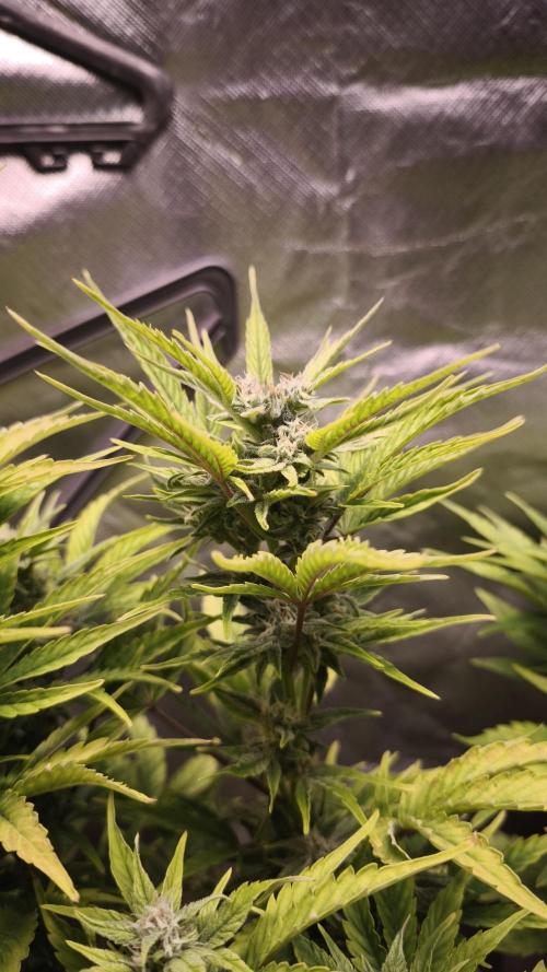 Northern dragon fuel Auto@SSSC. Week 9