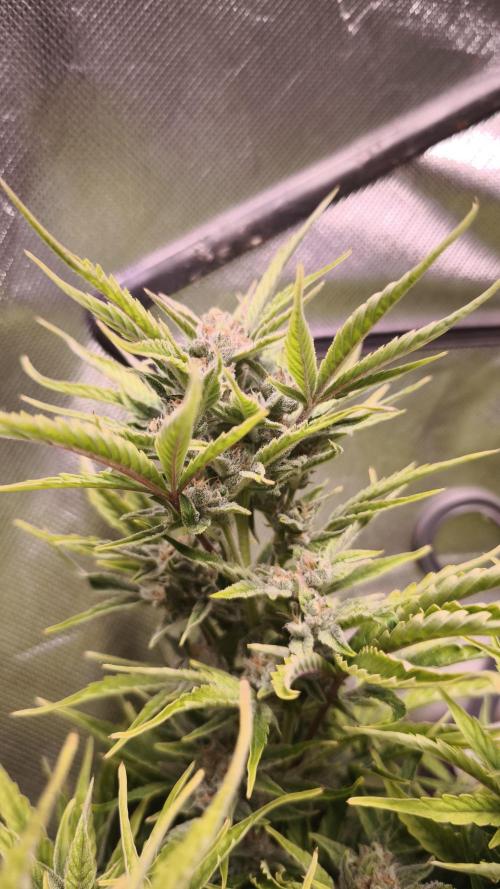 Northern dragon fuel Auto@SSSC. Week 9