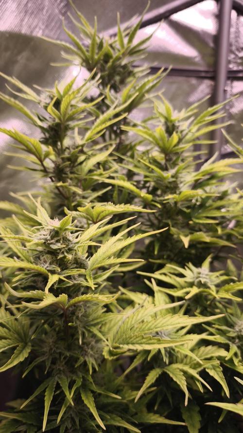 Northern dragon fuel Auto@SSSC. Week 9