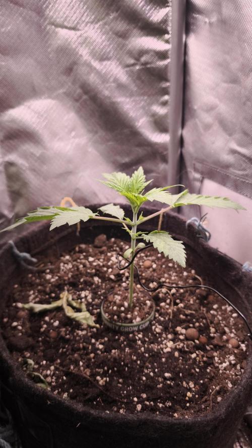 Sticky Broccoli@Zamnesia | Plagron. Week 2