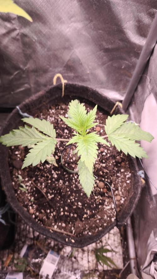 Sticky Broccoli@Zamnesia | Plagron. Week 2
