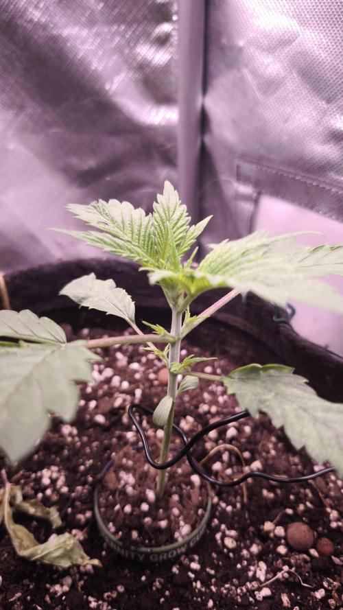 Sticky Broccoli@Zamnesia | Plagron. Week 2