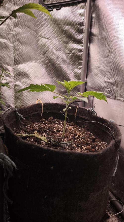Sticky Broccoli@Zamnesia | Plagron. Week 2