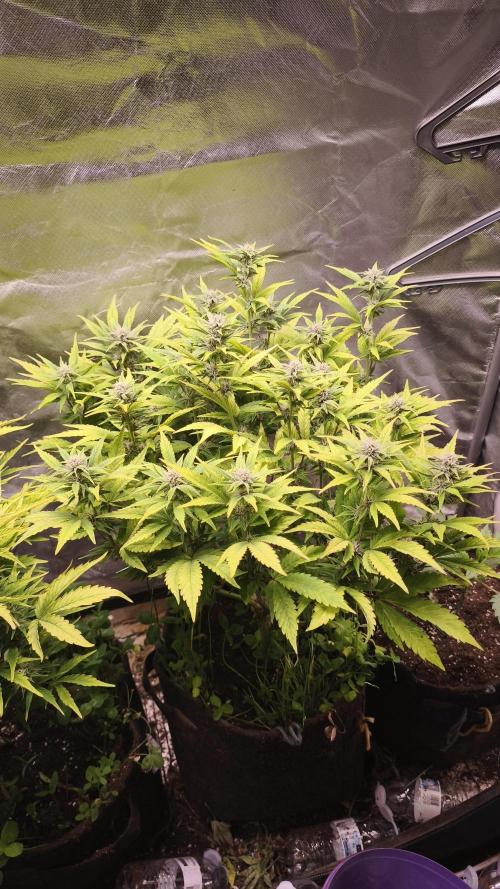 Apricot Auto@FastBuds. Week 9