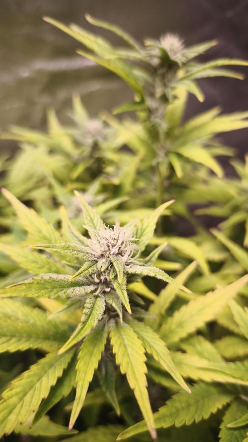 Apricot Auto@FastBuds. Week 9