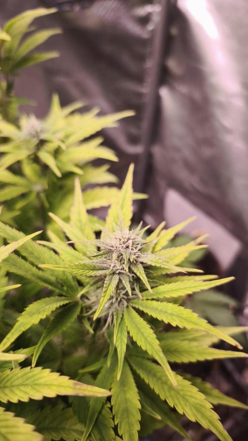 Apricot Auto@FastBuds. Week 9