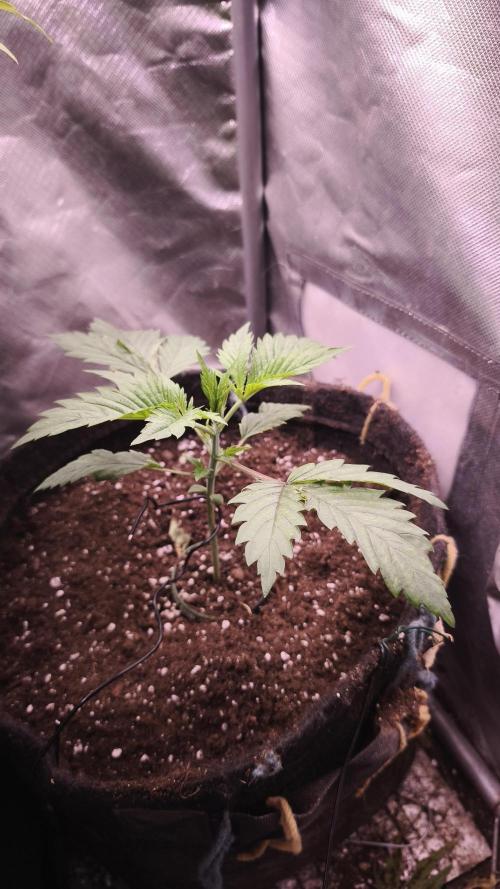 Sticky Broccoli@Zamnesia | Plagron. Week 2