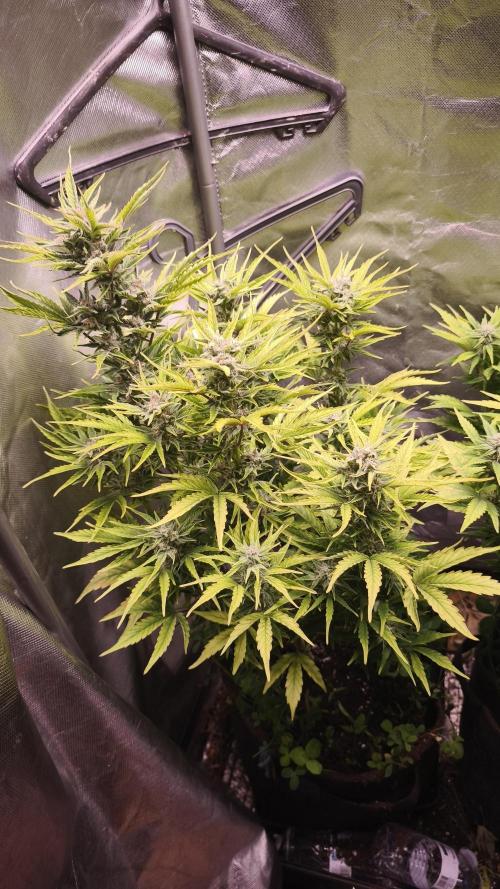 Northern dragon fuel Auto@SSSC. Week 9