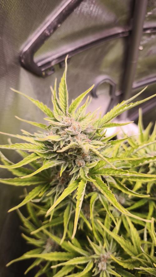 Northern dragon fuel Auto@SSSC. Week 9