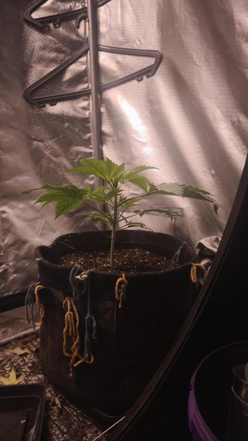 Sticky Broccoli@Zamnesia | Plagron. Week 3