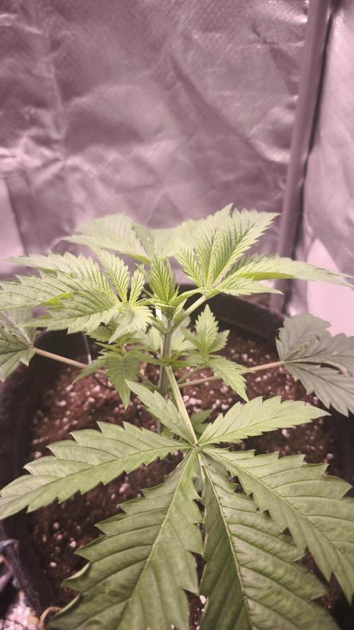 Sticky Broccoli@Zamnesia | Plagron. Week 3