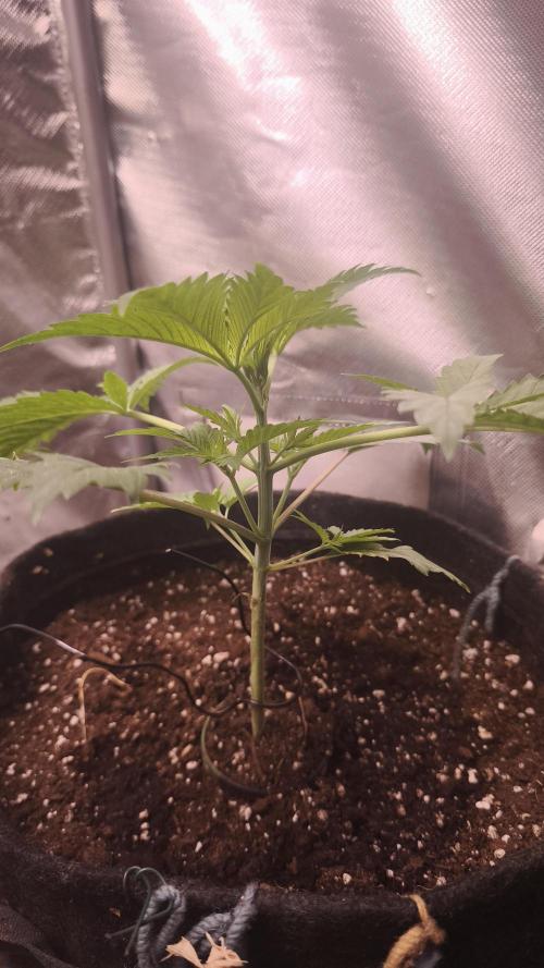 Sticky Broccoli@Zamnesia | Plagron. Week 3