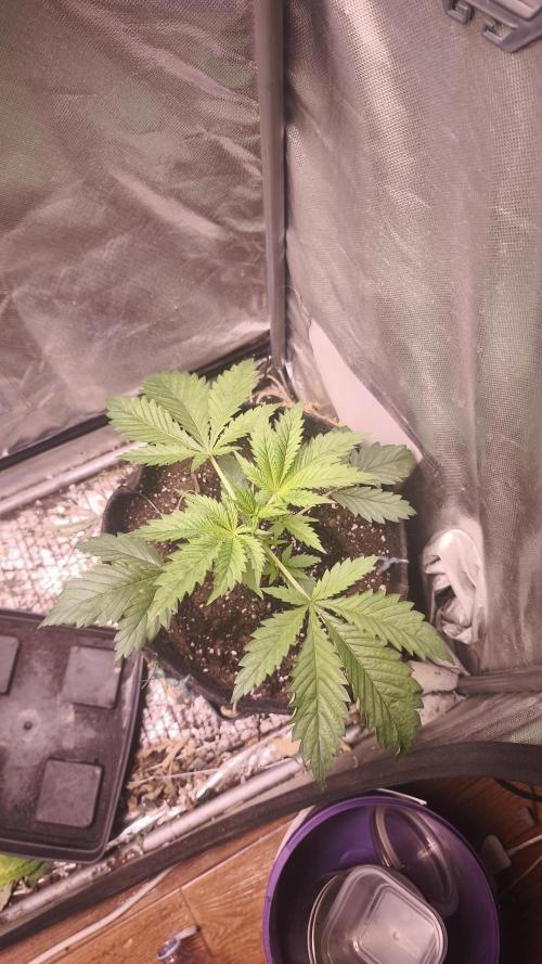 Sticky Broccoli@Zamnesia | Plagron. Week 3