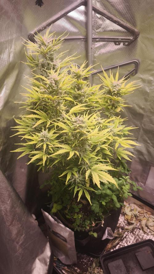 Northern dragon fuel Auto@SSSC. Week 10