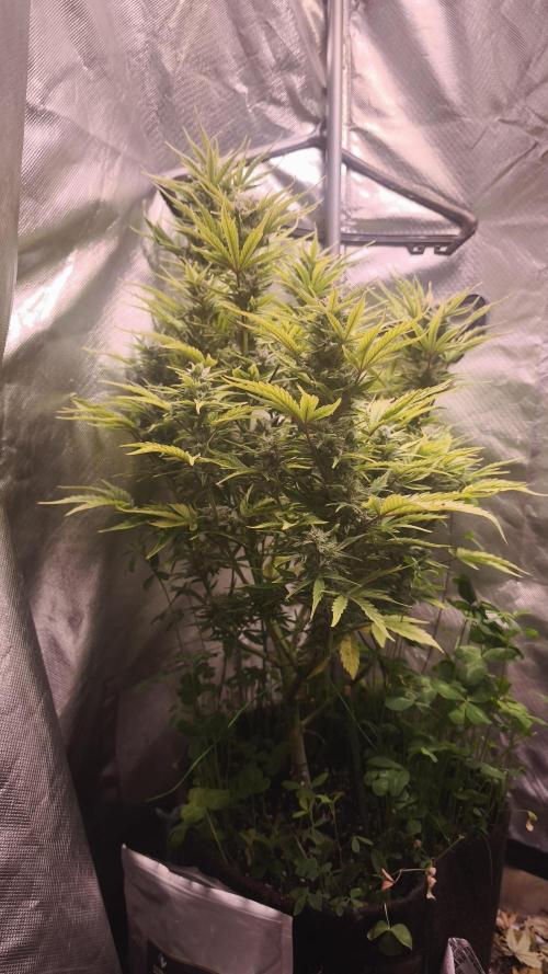 Northern dragon fuel Auto@SSSC. Week 10
