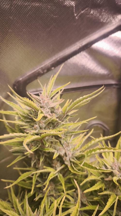 Northern dragon fuel Auto@SSSC. Week 10