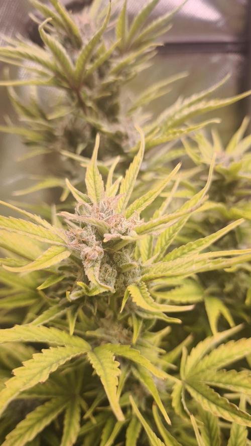 Northern dragon fuel Auto@SSSC. Week 10