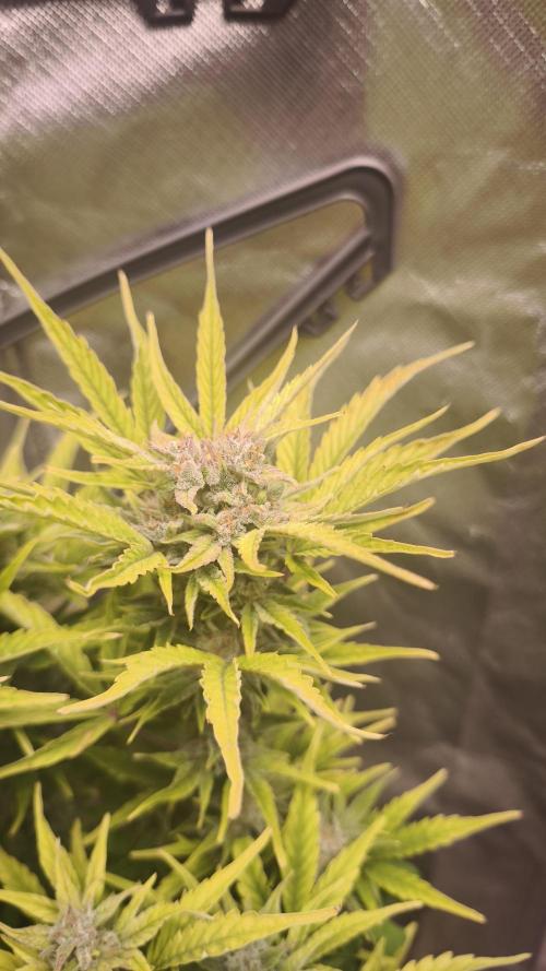 Northern dragon fuel Auto@SSSC. Week 10