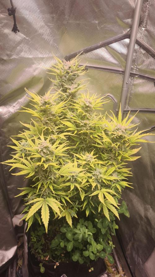 Northern dragon fuel Auto@SSSC. Week 10