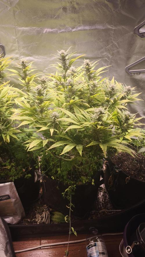 Apricot Auto@FastBuds. Week 10