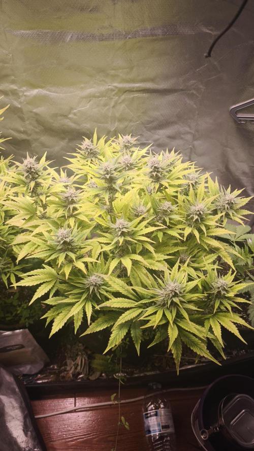 Apricot Auto@FastBuds. Week 10