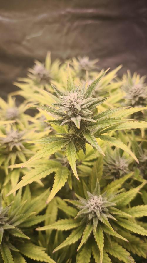 Apricot Auto@FastBuds. Week 10