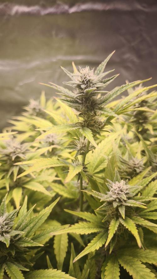 Apricot Auto@FastBuds. Week 10