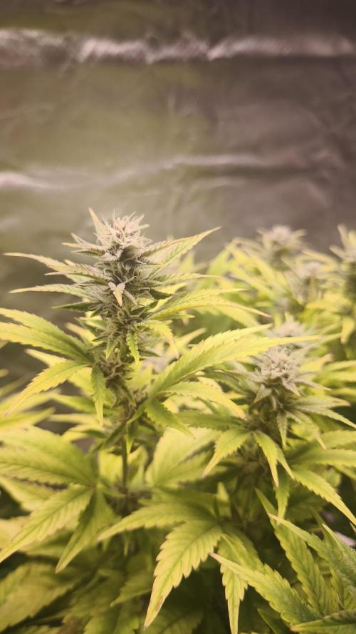Apricot Auto@FastBuds. Week 10