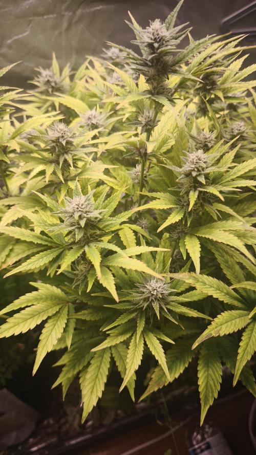 Apricot Auto@FastBuds. Week 10