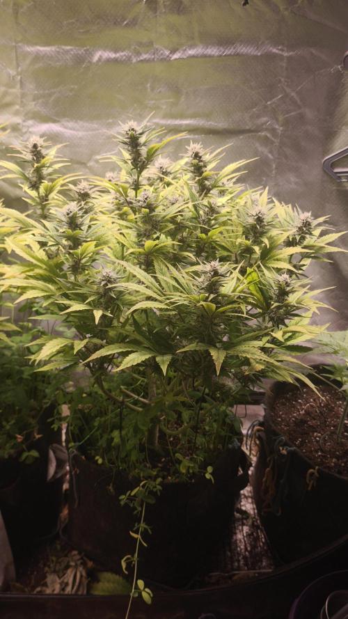 Apricot Auto@FastBuds. Week 10
