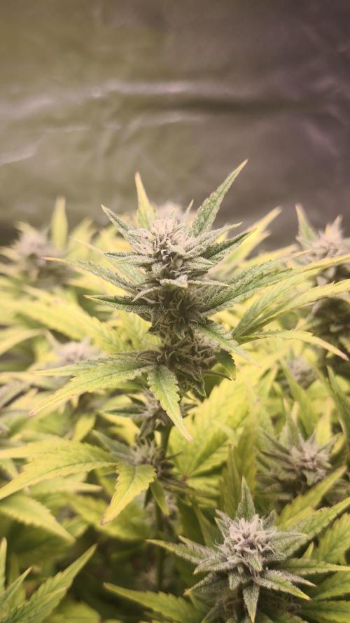 Apricot Auto@FastBuds. Week 10