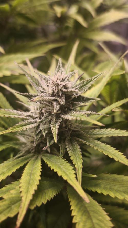 Apricot Auto@FastBuds. Week 10