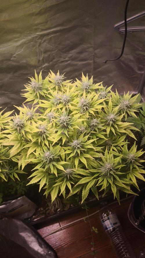 Apricot Auto@FastBuds. Week 10