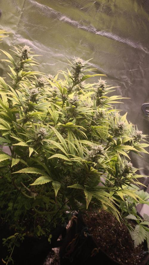 Apricot Auto@FastBuds. Week 10
