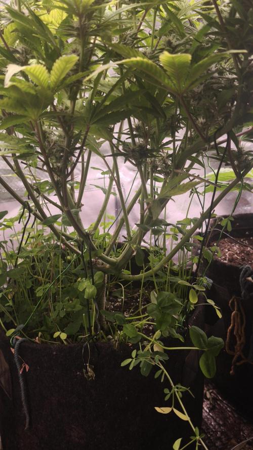 Apricot Auto@FastBuds. Week 10