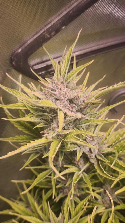 Northern dragon fuel Auto@SSSC. Week 10
