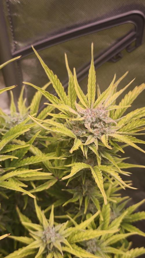 Northern dragon fuel Auto@SSSC. Week 10