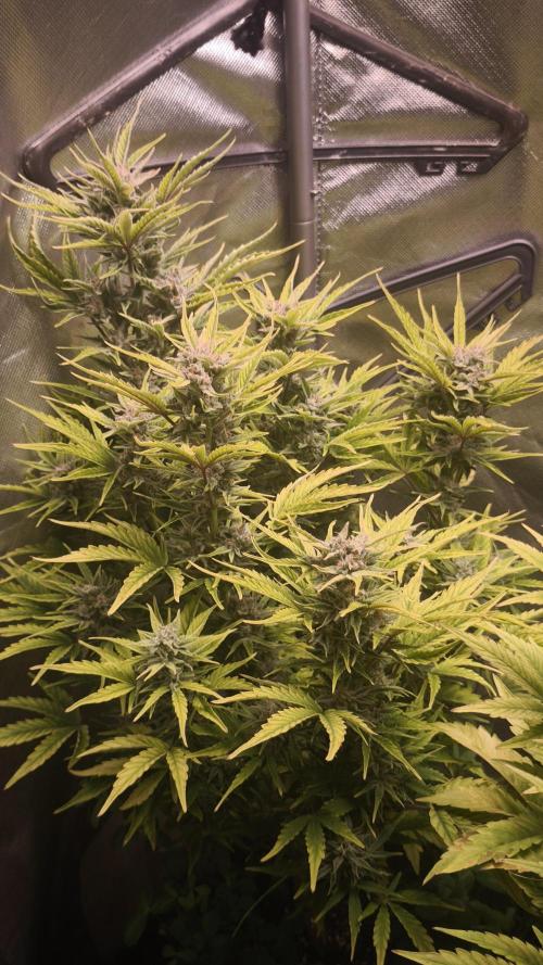 Northern dragon fuel Auto@SSSC. Week 10