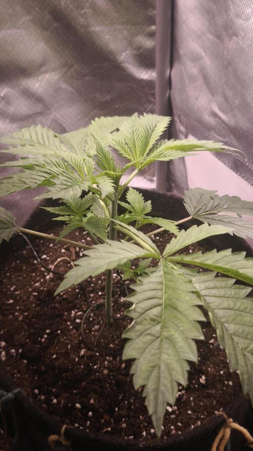 Sticky Broccoli@Zamnesia | Plagron. Week 3
