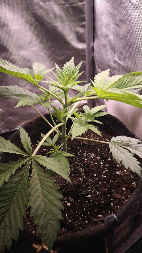 Sticky Broccoli@Zamnesia | Plagron. Week 3